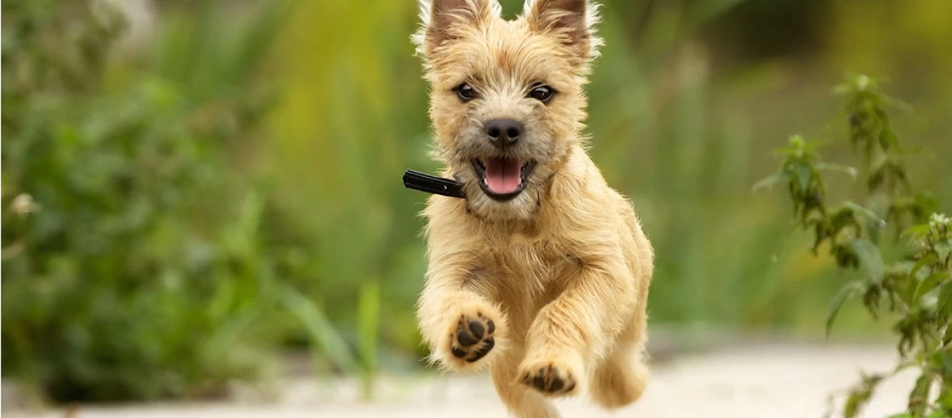 Βρετανία: Ξεκινούν έρευνες για το εάν τα σκυλιά μπορούν να «διαγνώσουν» τον κορωνοϊό